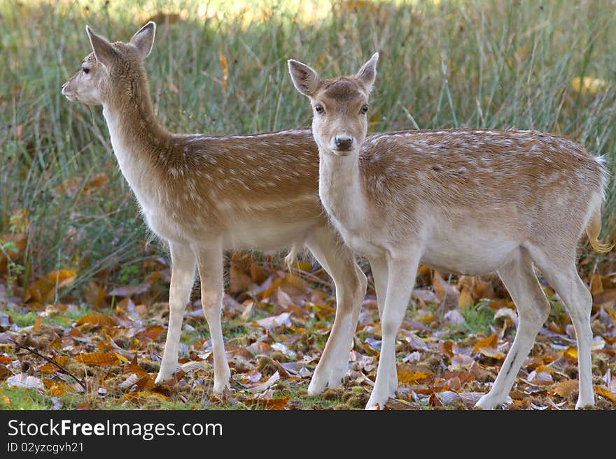 Two cute young fallow deer. Two cute young fallow deer