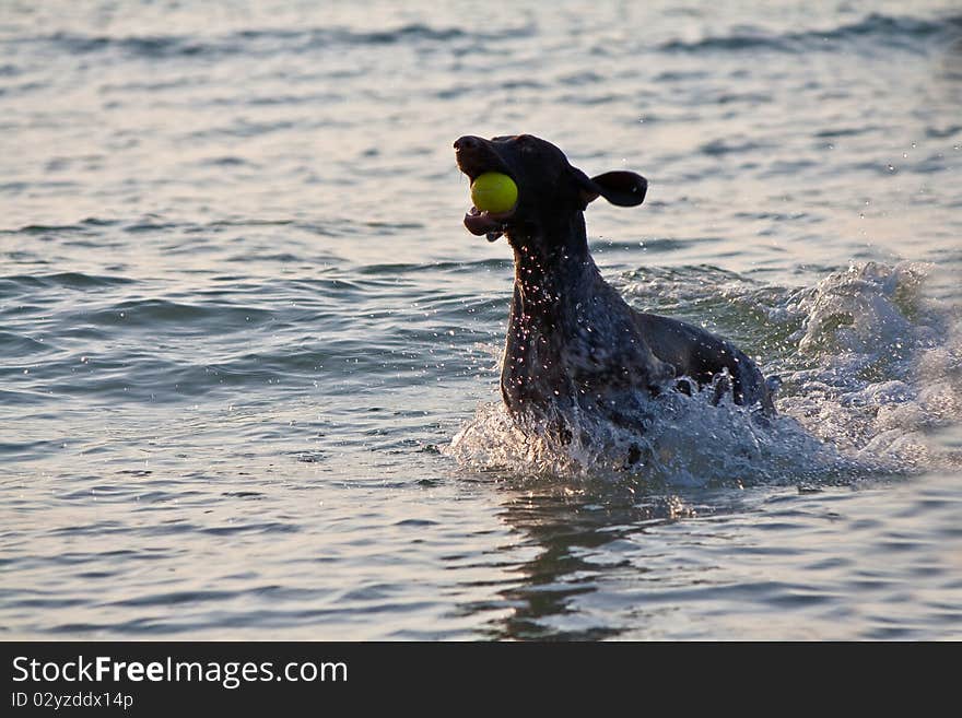 Friendly spaniel playing with his owner at seabeach. Friendly spaniel playing with his owner at seabeach