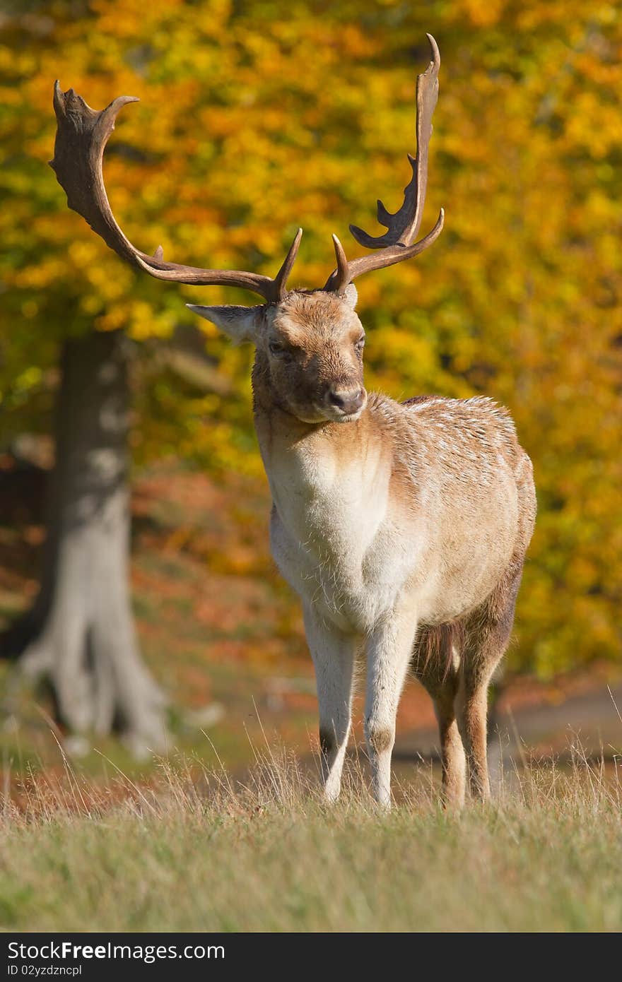 Profile of male fallow deer