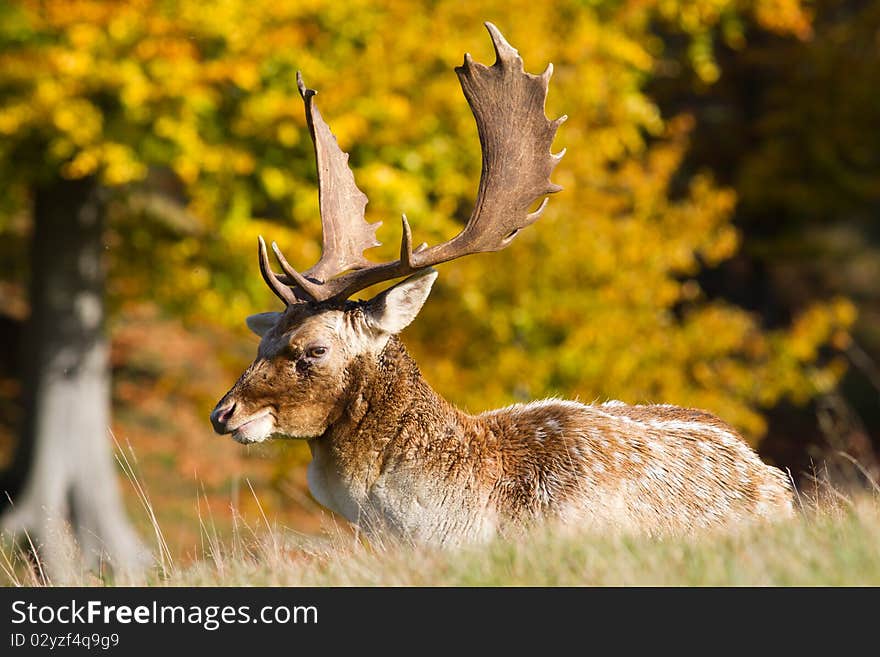 Profile of male fallow deer lying down