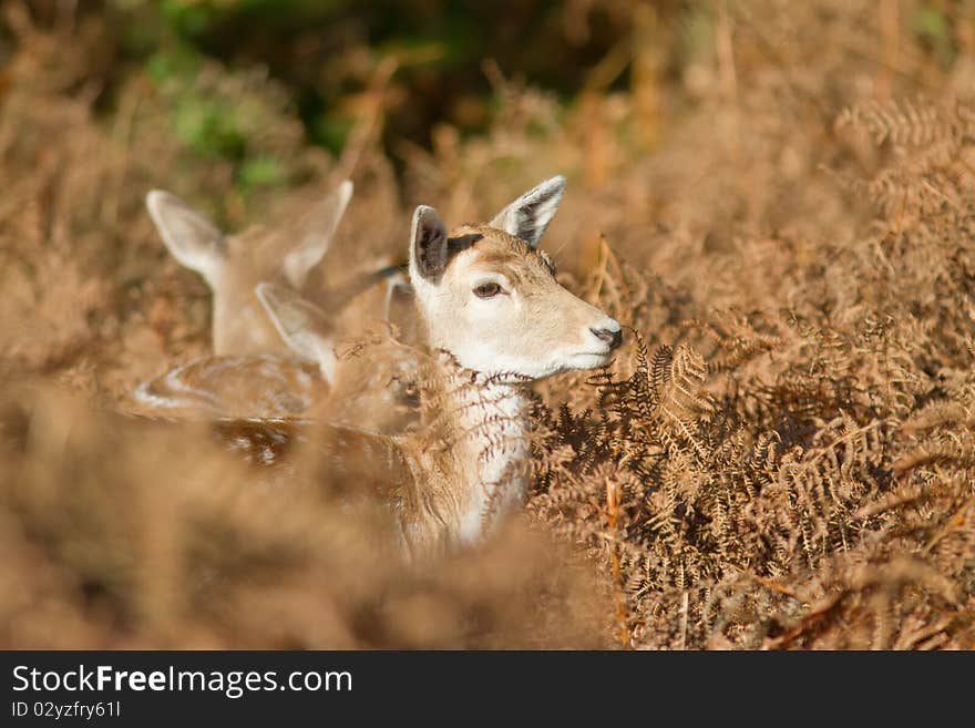 Three cute young fallow deer. Three cute young fallow deer