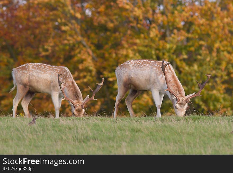 Male Fallow Deer