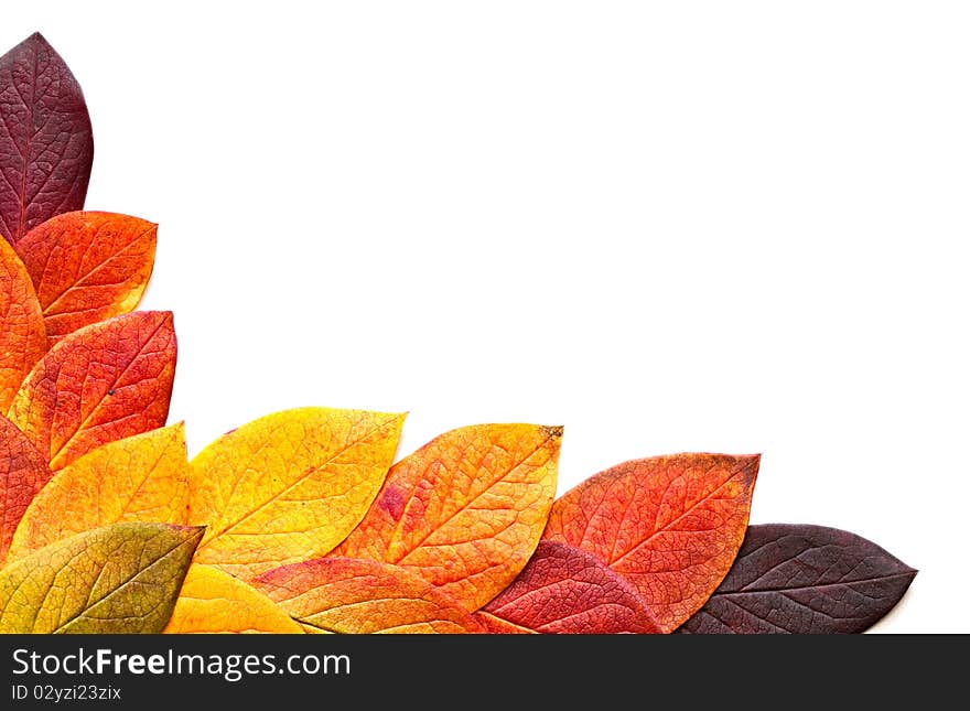 Autumnal leaves isolated on a white background. Autumnal leaves isolated on a white background.