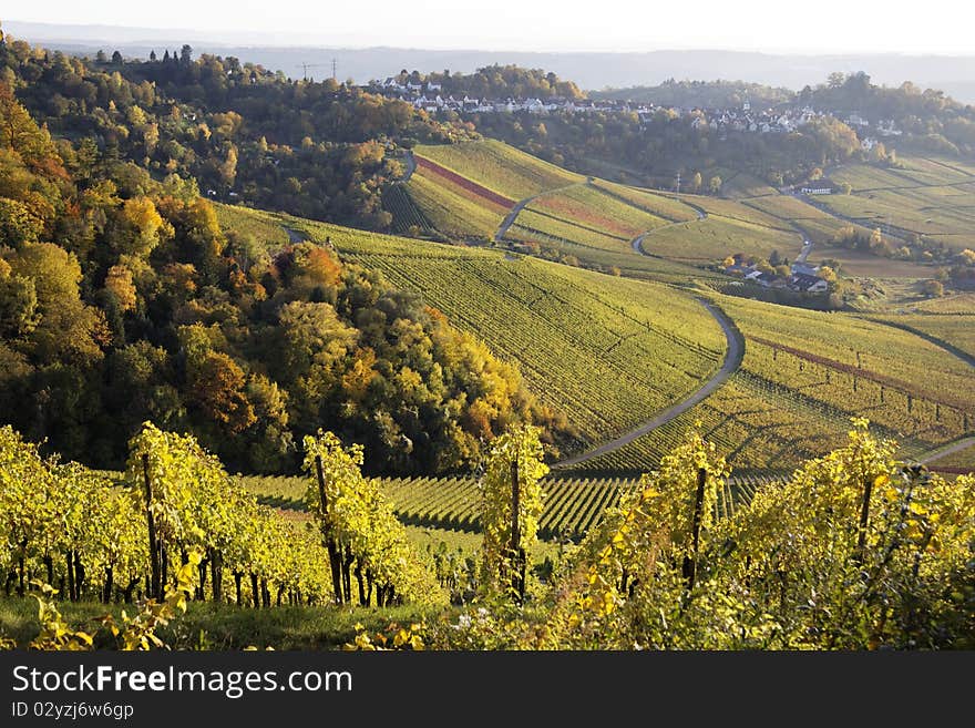 Vineyard and a long way , the autumn season. Vineyard and a long way , the autumn season