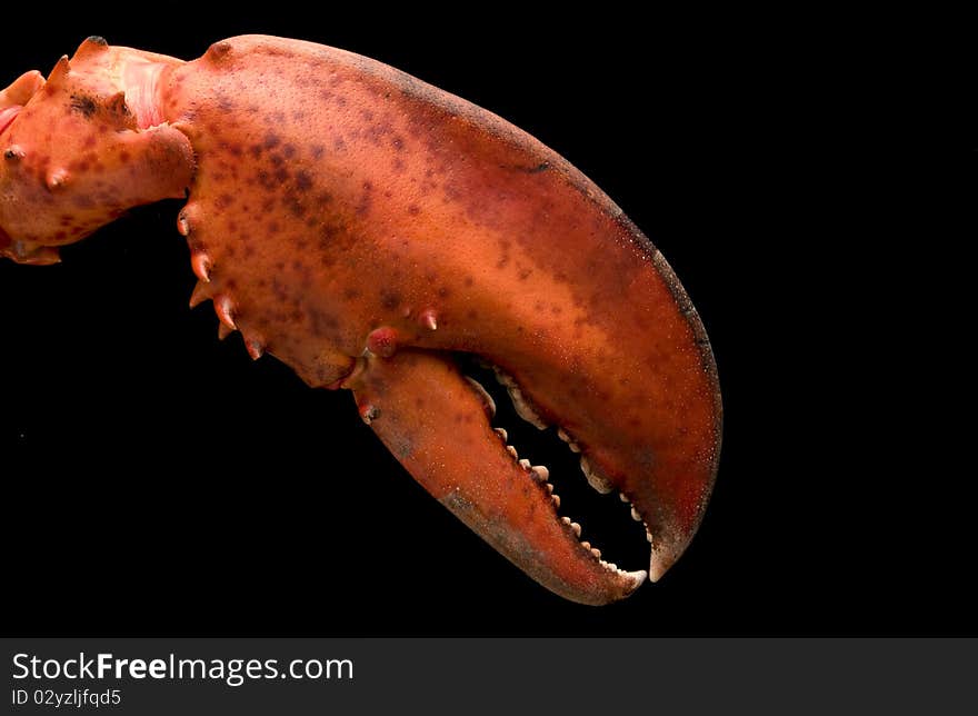 Scissor of lobster with black background