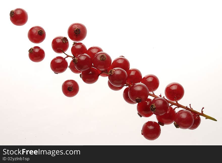 Red Currant With White Background