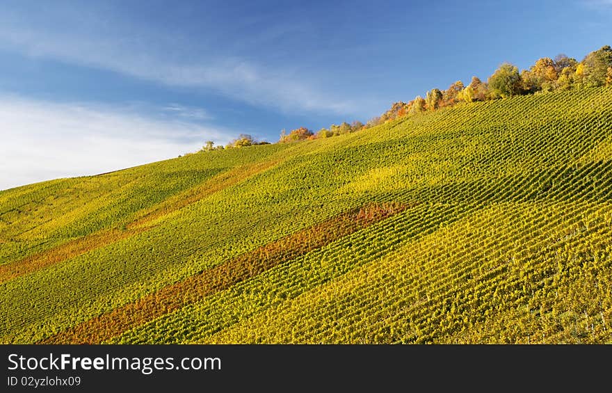 Vineyard and the autumn season