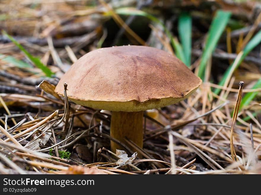 Bay bolete