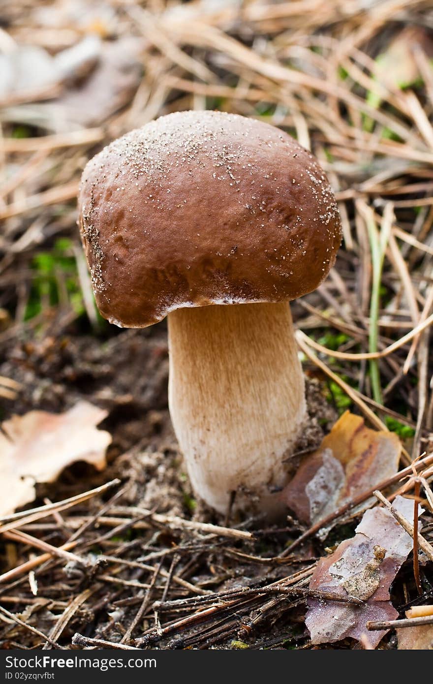 Boletus edulis