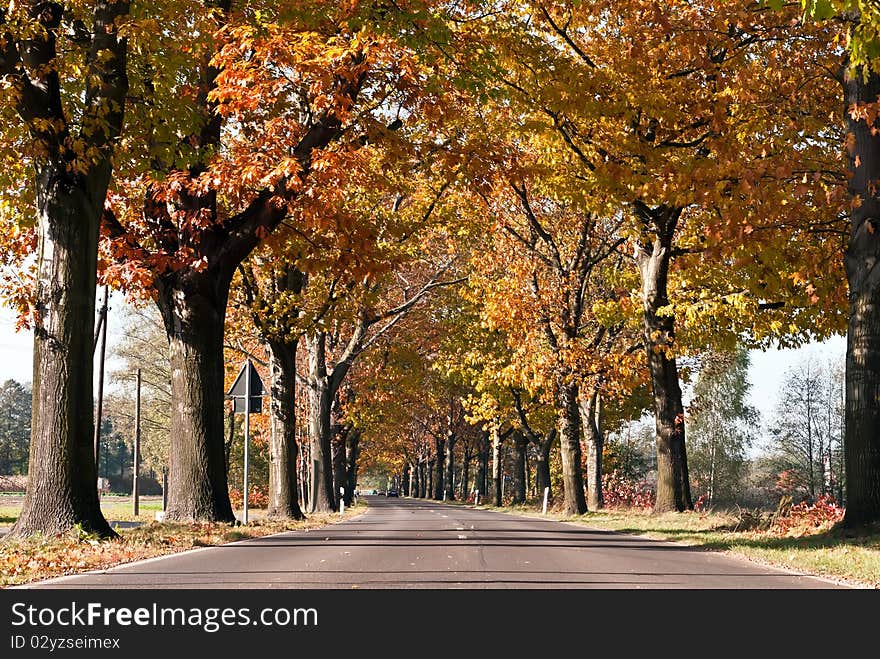 Colorful autumnal tree avenue road across. Colorful autumnal tree avenue road across