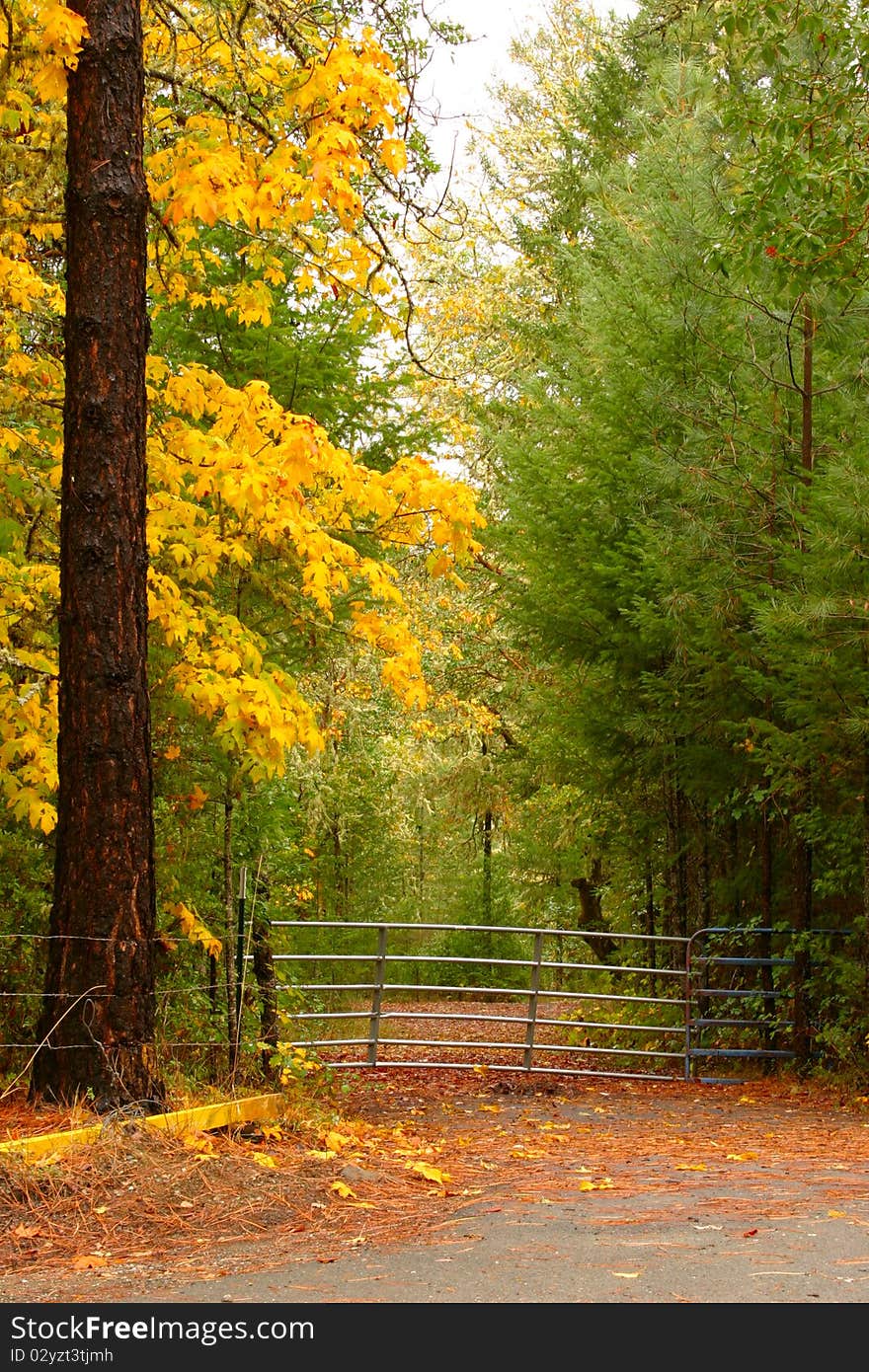 A metal farm gate framed by autumn trees. In portrait mode. A metal farm gate framed by autumn trees. In portrait mode