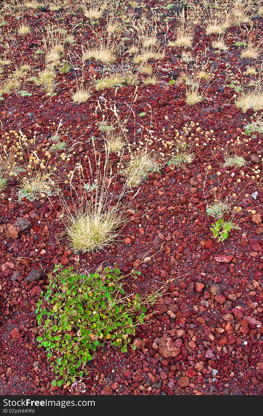 Volcano vegetation