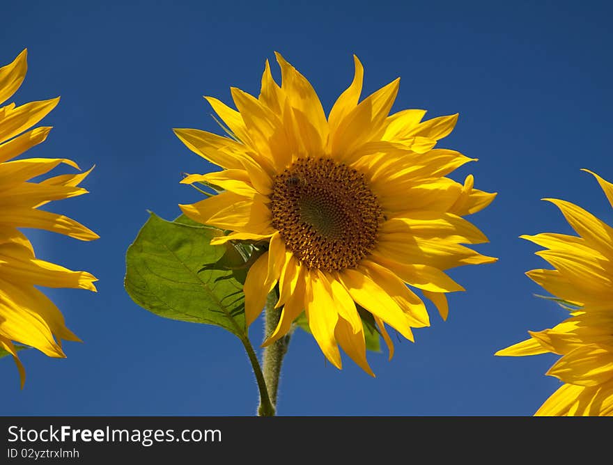 Three sunflowers