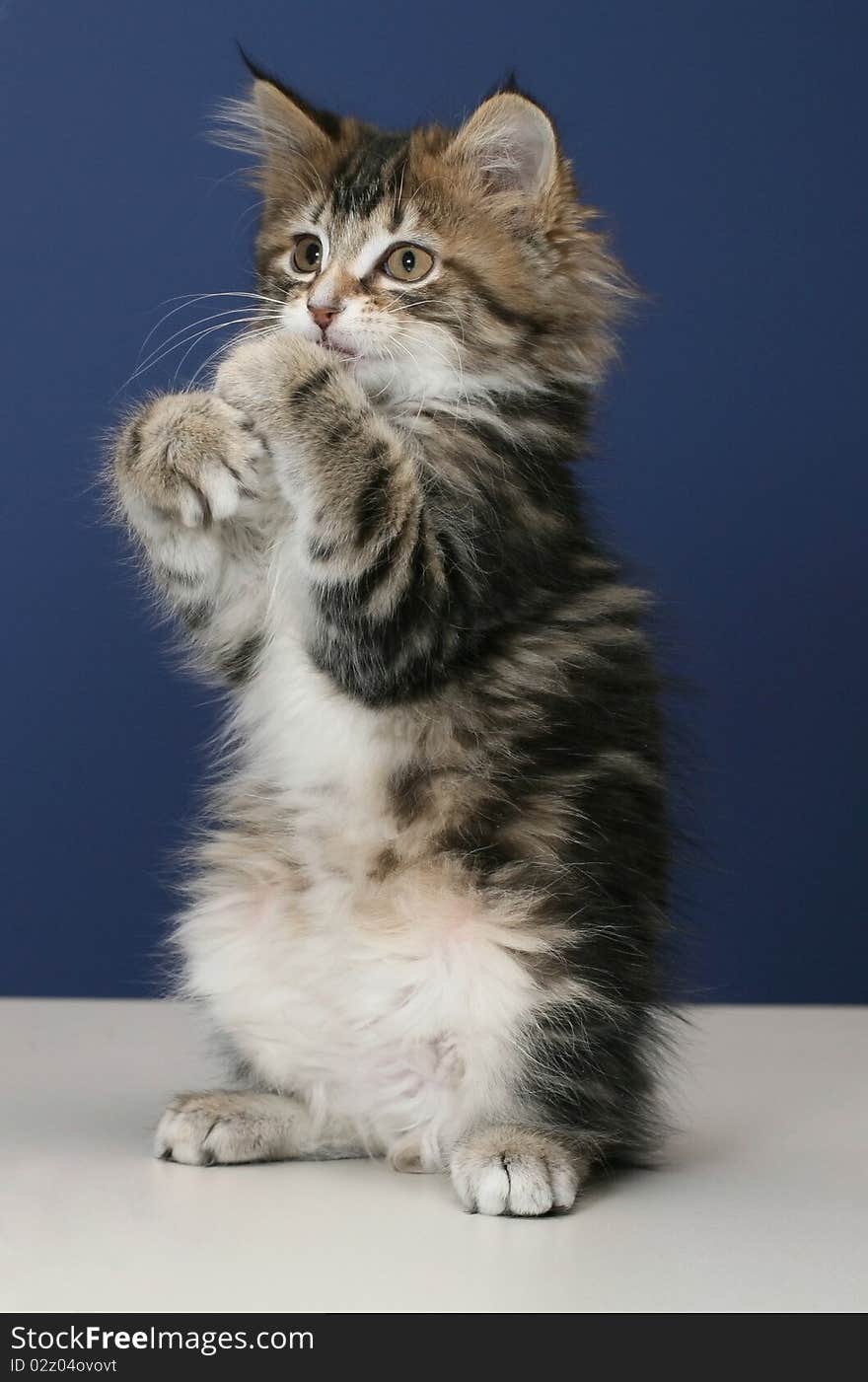 Playful kitten