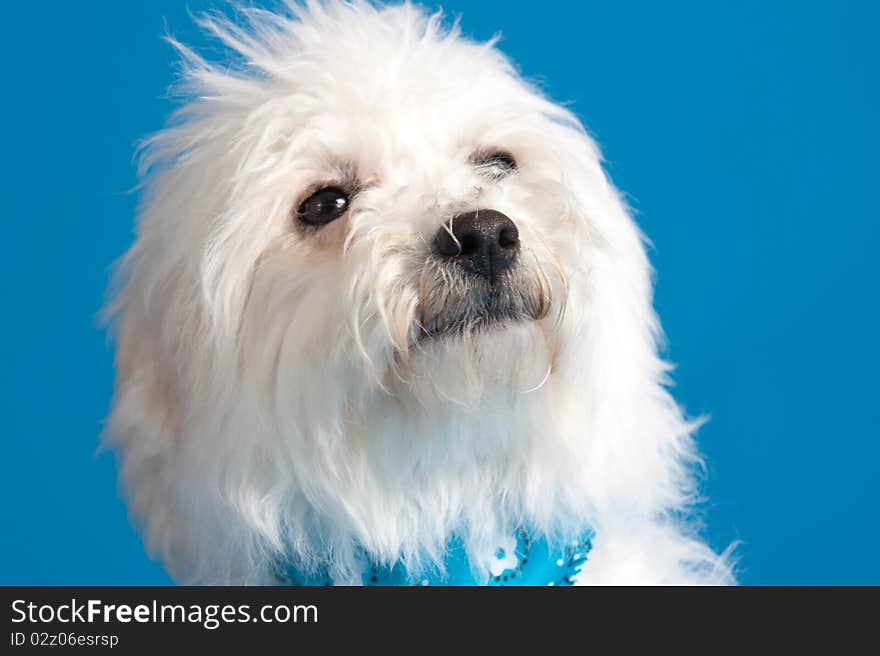 Young bichon frise puppy wearing bandana on blue background