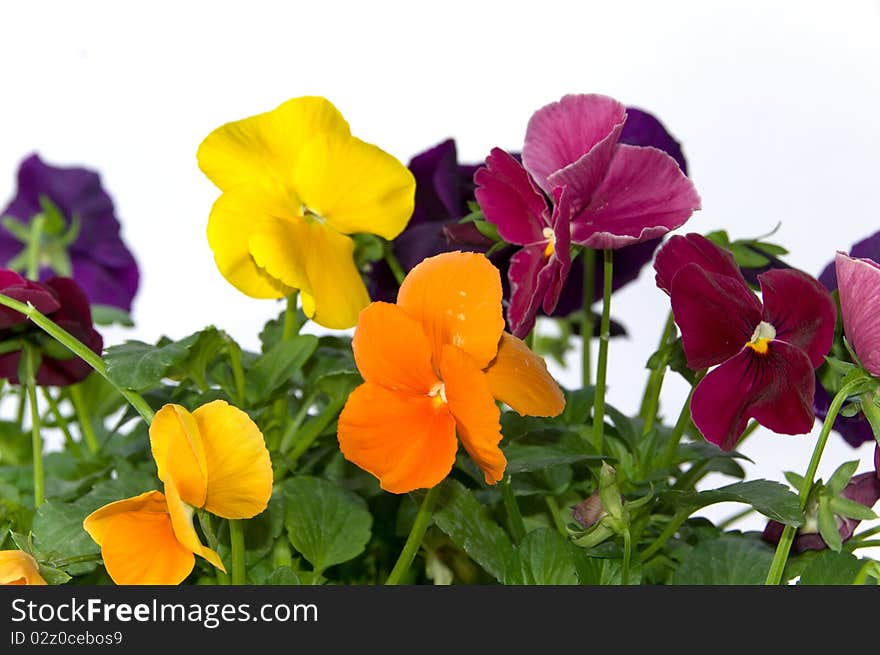 Bundle of pansies on isolating background