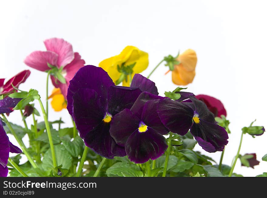 Bundle Of Pansies On Isolating Background