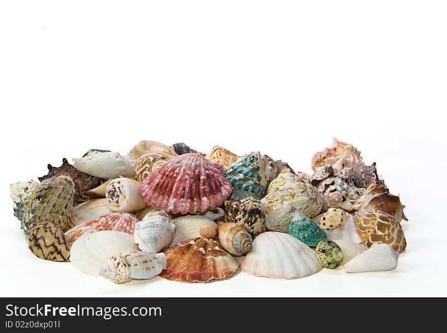 Sea shells arranged on isolating background