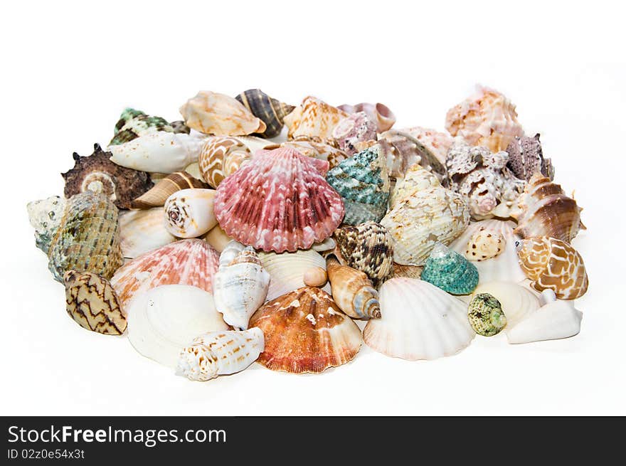 Sea Shells Arranged On Isolating Background