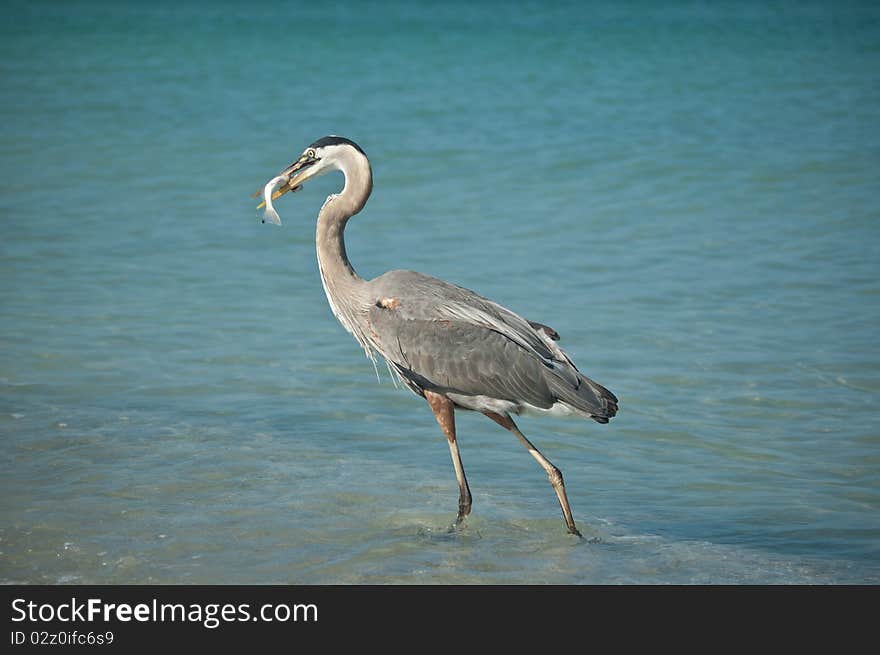 Great Blue Heron With Fish on a Gulf Coast Beach