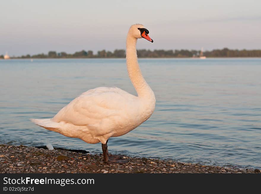 Mute Swan on a Beach in the Evening