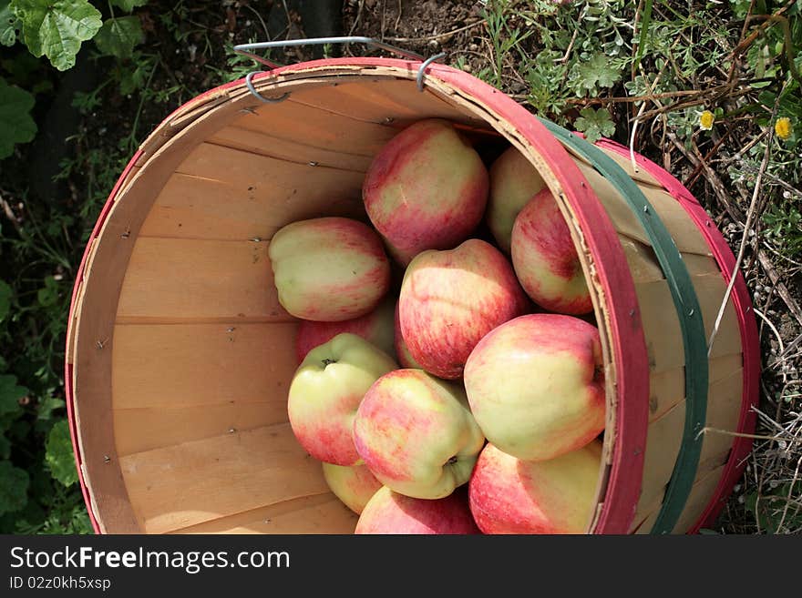 Basket of harvested Liberty apples. Basket of harvested Liberty apples