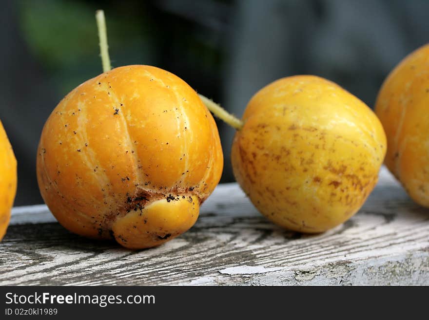 Lemon Cucumbers on Fence