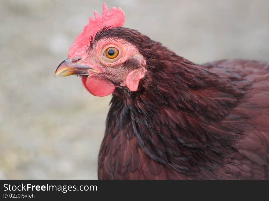 Closeup of Red Rooster with Orange Eye