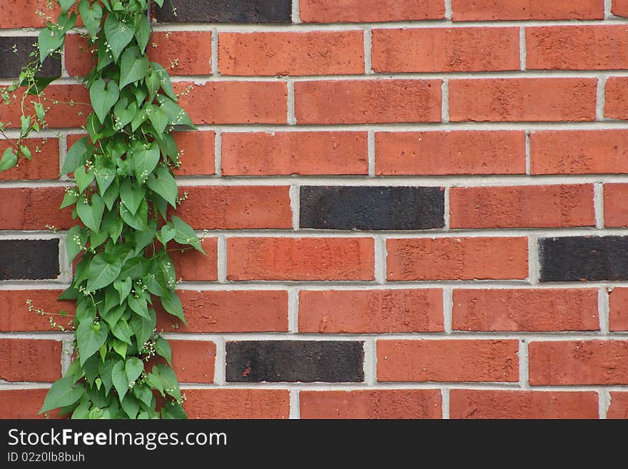 Green vine climbing red and black brick wall. Green vine climbing red and black brick wall