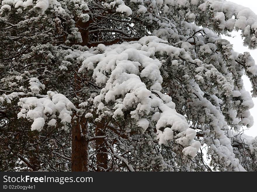 Branches of the pine in snow in winter wood