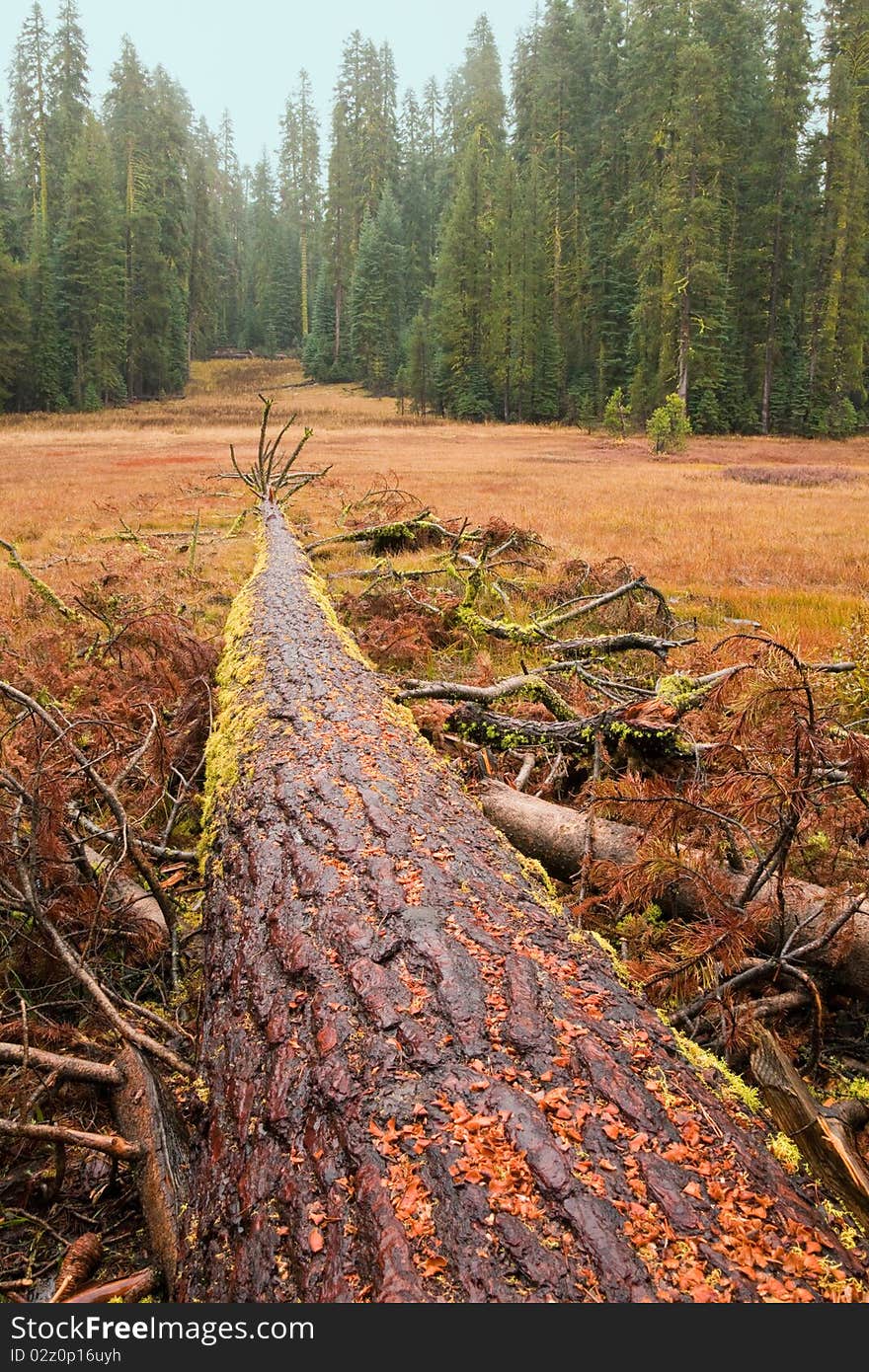 Fallen Giant Tree