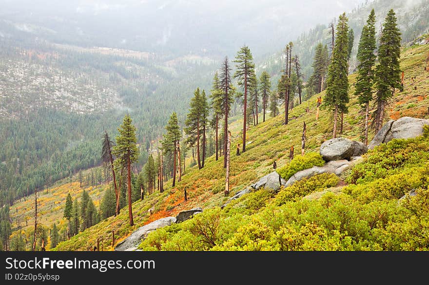 Sparse Yosemite Forest