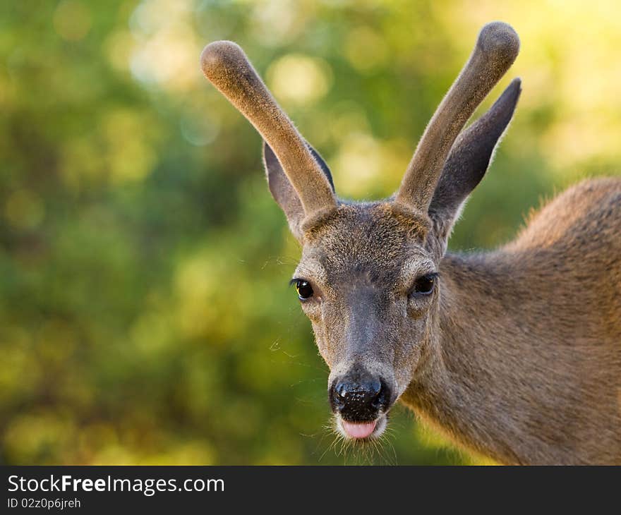 Closeup portrait of a wild male black-tailed deer sticking out its tongue. Closeup portrait of a wild male black-tailed deer sticking out its tongue.