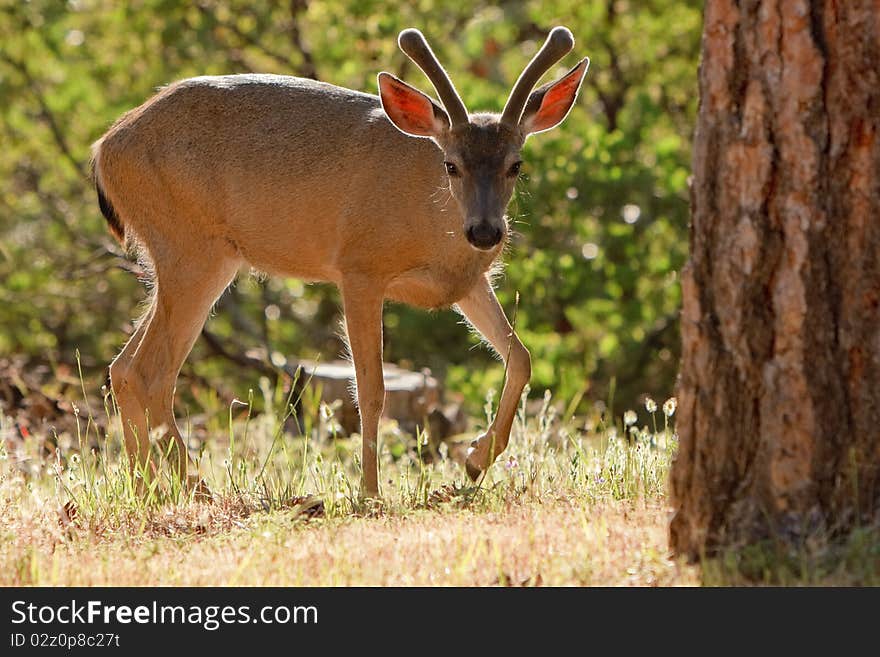 Backlit young black tail stag in a California forest. Backlit young black tail stag in a California forest.