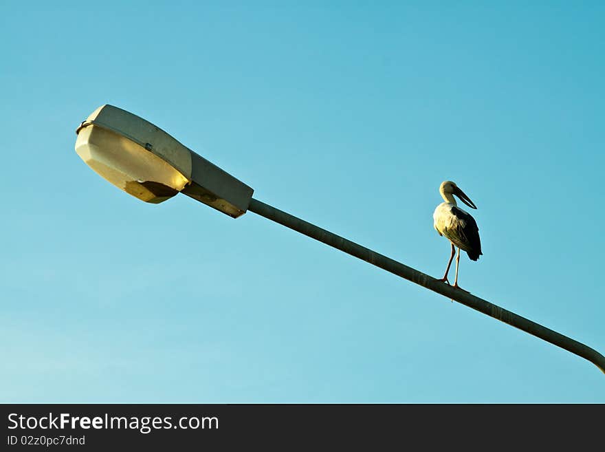 Egret on the electricplant not in wildlife. Egret on the electricplant not in wildlife