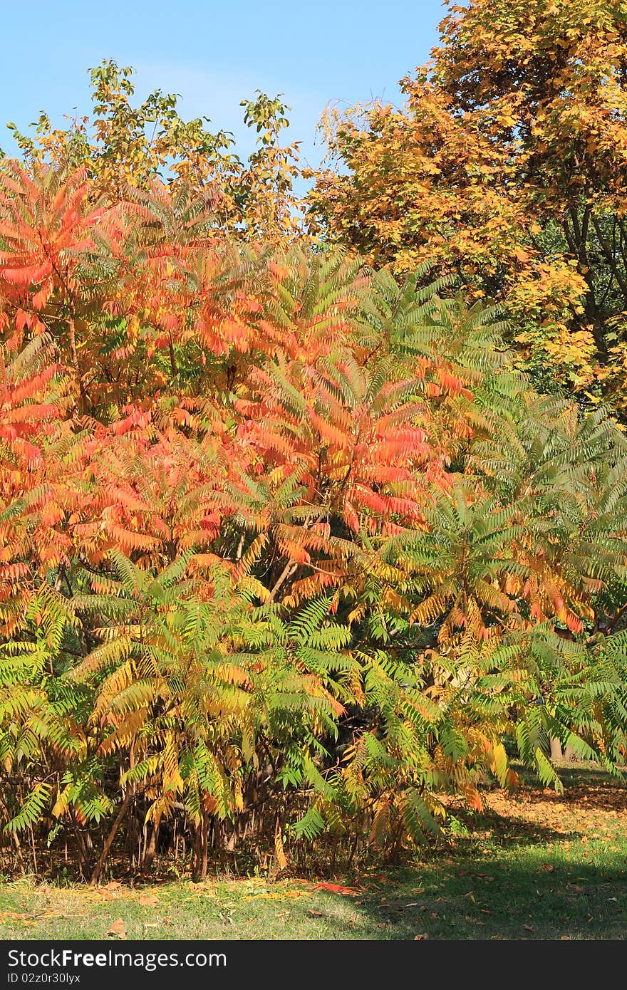 Autumn maple tree in city park. Autumn maple tree in city park