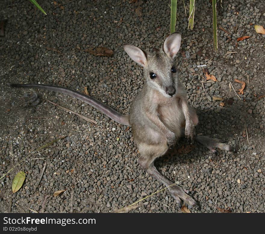 A cute little wallaby joey wonders what you are looking at.