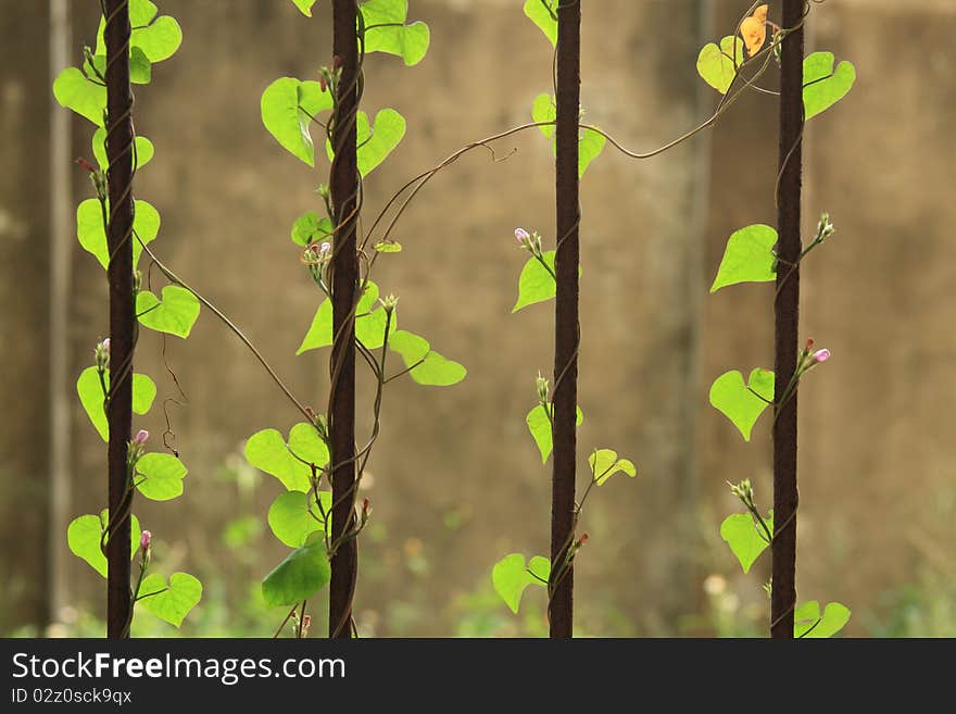 Leaves on the Iron rod