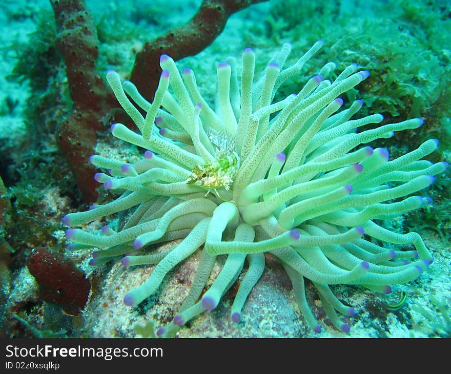 A small white fish hides in a white sea anemone. A small white fish hides in a white sea anemone.