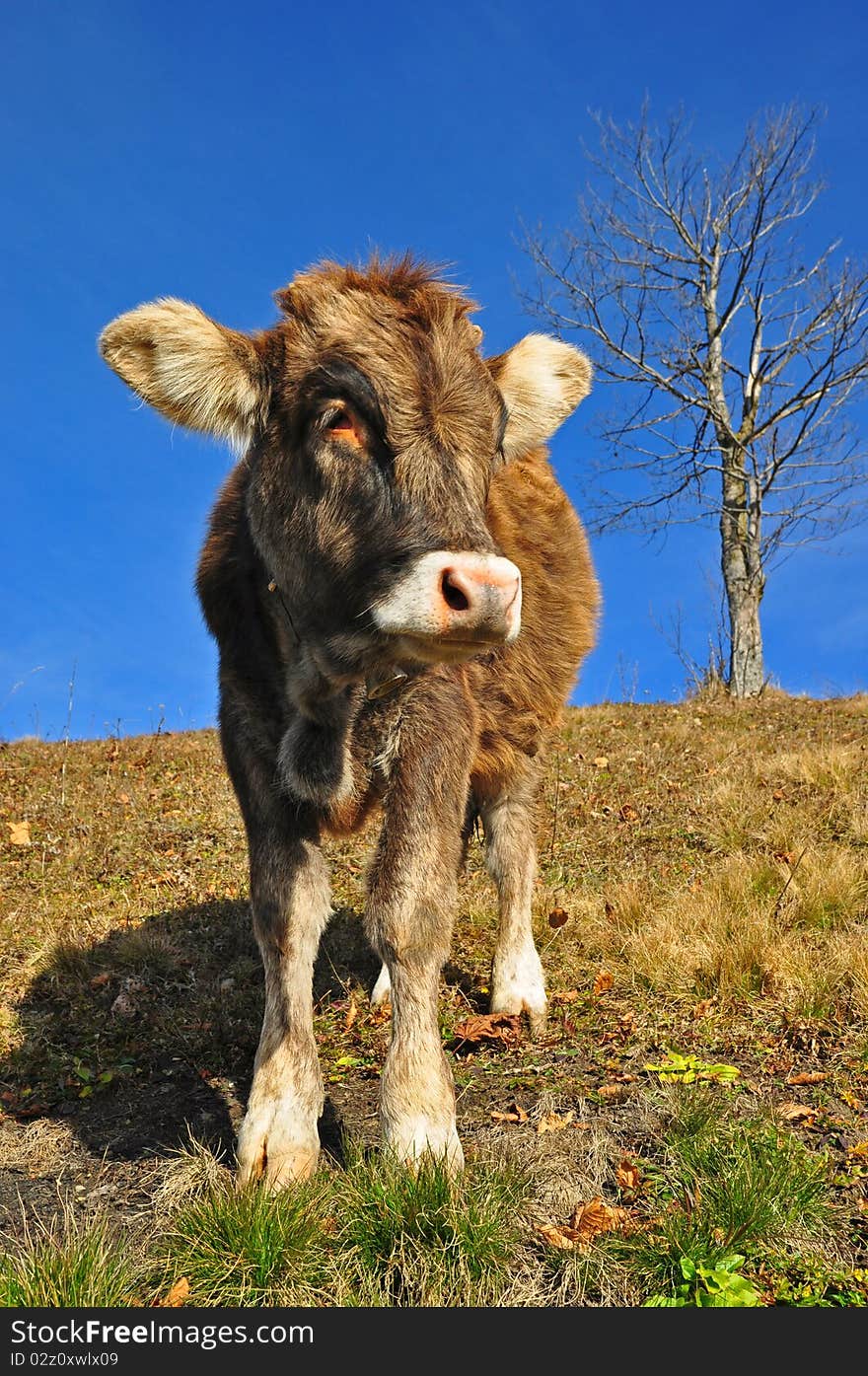 The calf on a hillside