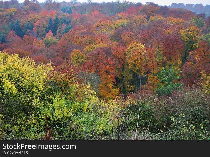 Autumn Woodland Colors