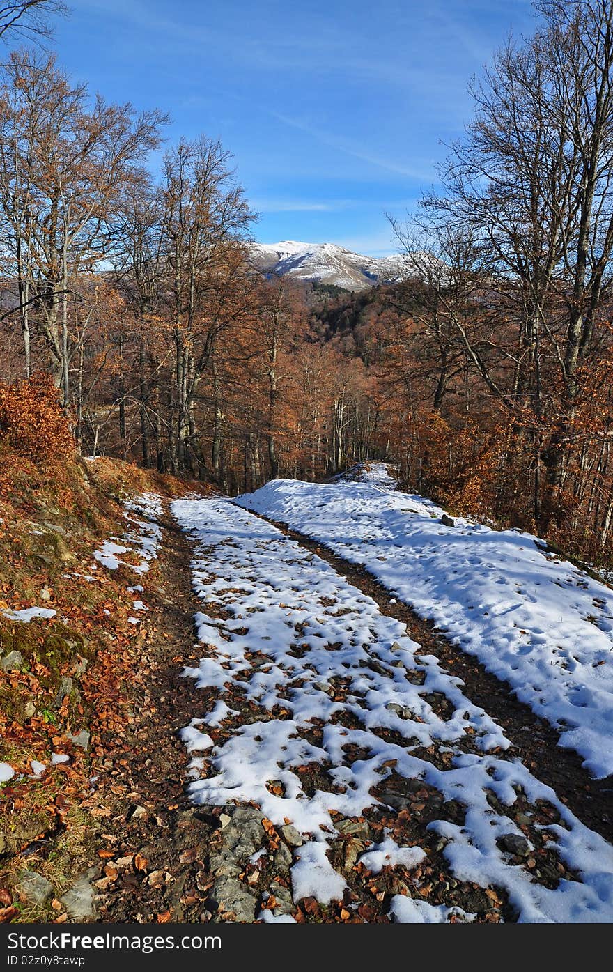 Road to autumn beechen wood in a mountain landscape under the dark blue sky.