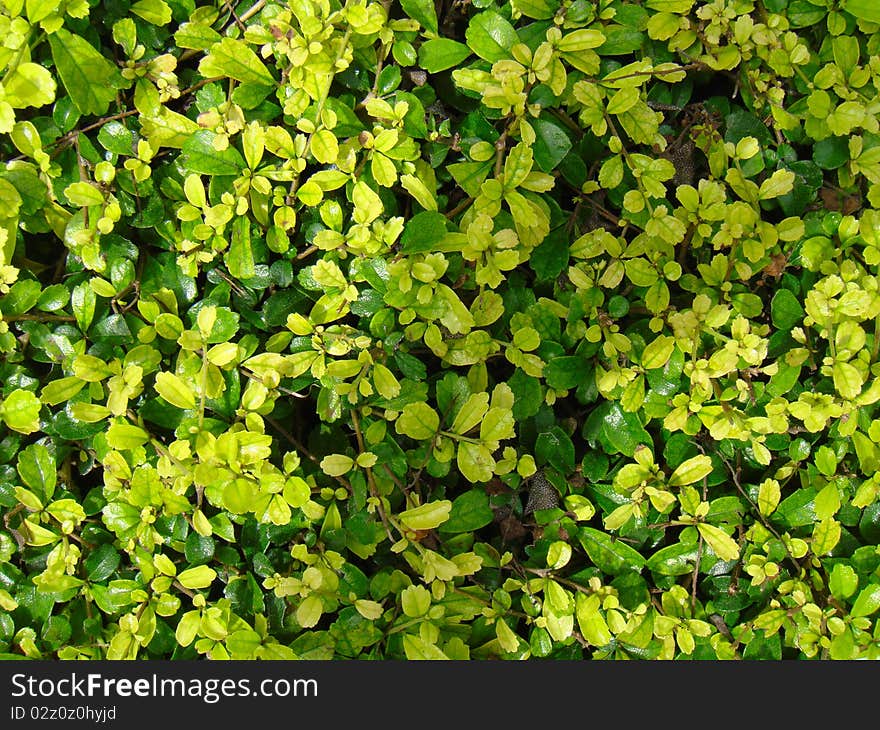 Green bush, bangkok of thailand