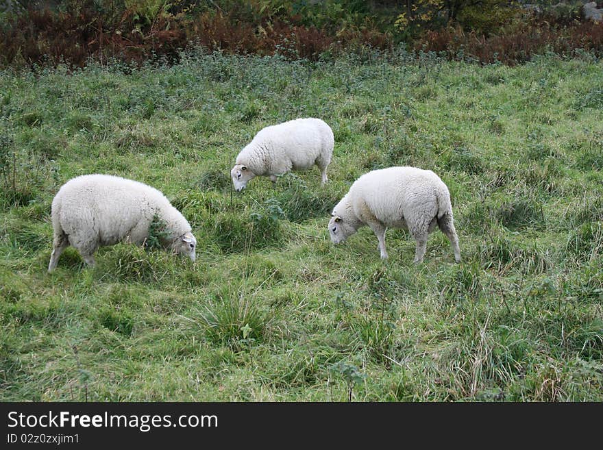 Eating Sheeps