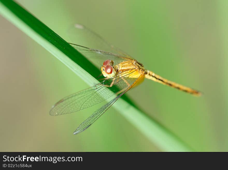 Dragonfly at rest