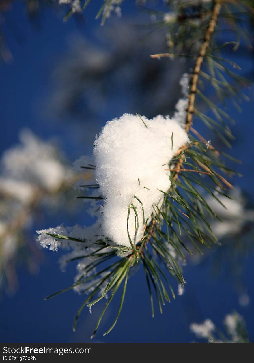 Frost and snow on the pine needles. Frost and snow on the pine needles