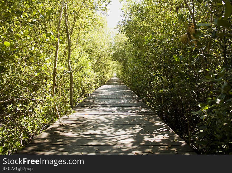 Wooden bridge with a forest green solar afternoon