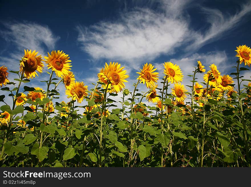 Field of sunflowers with blue sky and clouds. Field of sunflowers with blue sky and clouds