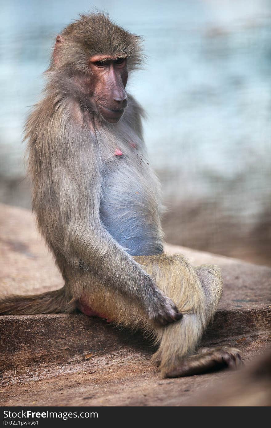 Baboon (Simia hamadrya)