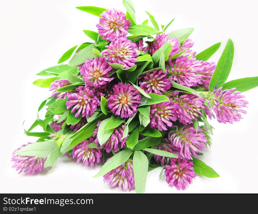 Bouquet of pink clover field flowers as floral background. Bouquet of pink clover field flowers as floral background